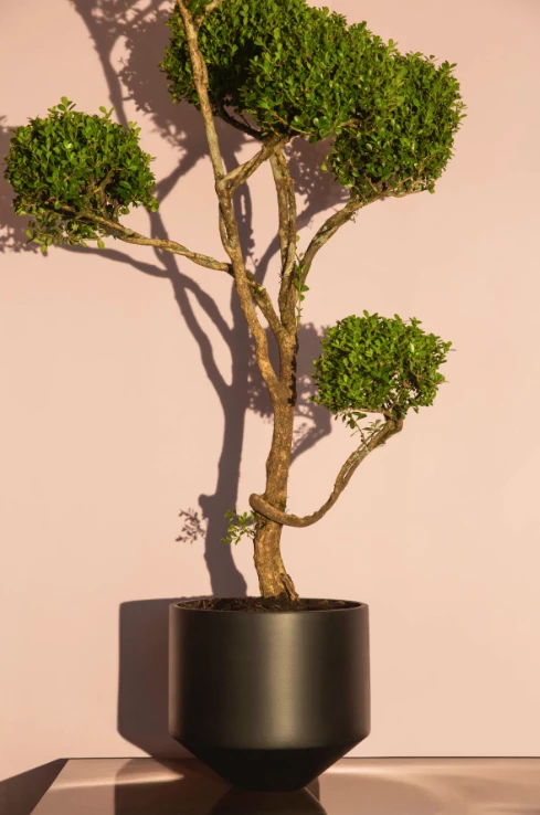 Super Simple CONE PLANTER - BLACK LARGE DECOR 2 Super Simple CONE PLANTER - BLACK LARGE DECOR